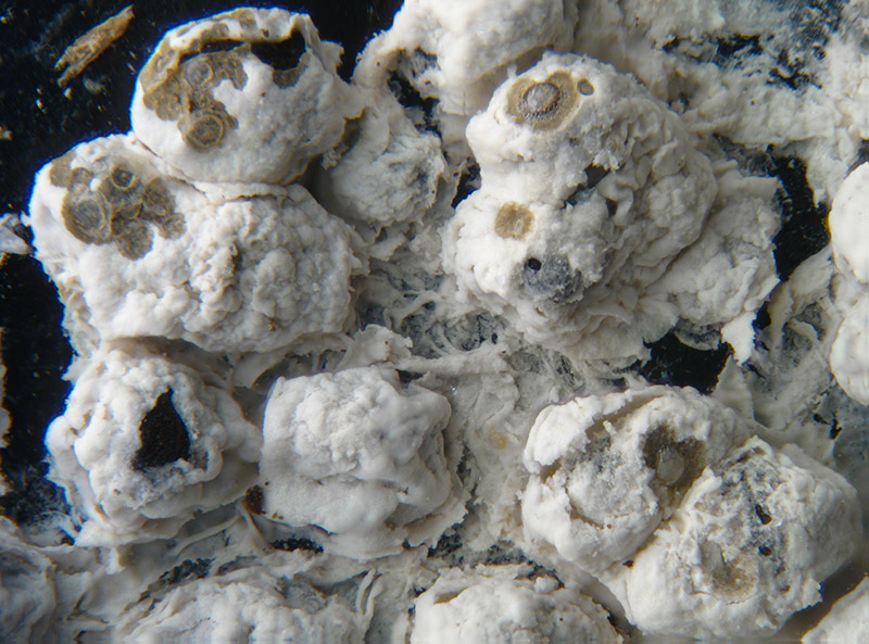 Diderma crustaceum